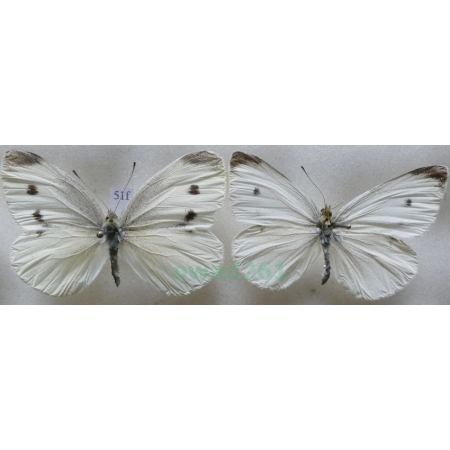 Pieris rapae (Linnaeus, 1758) 2xfemale Bielinek rzepnik Czech51f